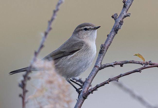 Pouillot de Sibérie  - Samuel Schnierer