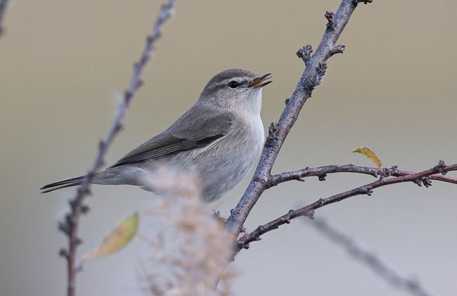 Pouillot de Sibérie  - Samuel Schnierer