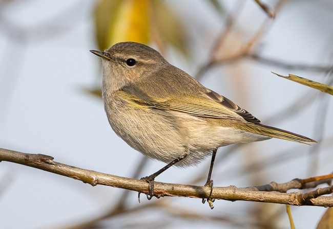 Pouillot de Sibérie  - Samuel Schnierer