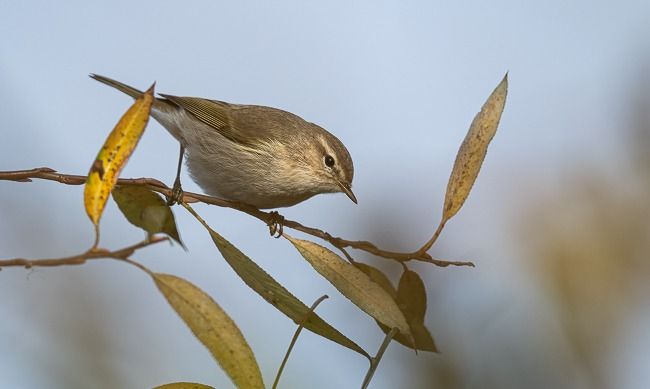 Pouillot de Sibérie  - Samuel Schnierer