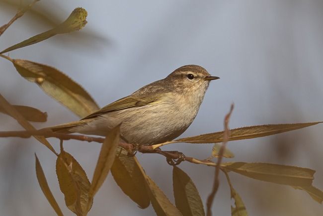 Pouillot de Sibérie  - Samuel Schnierer