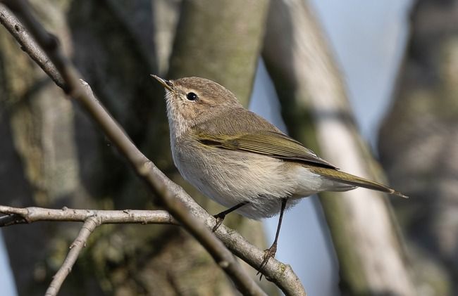 Pouillot de Sibérie  - Samuel Schnierer