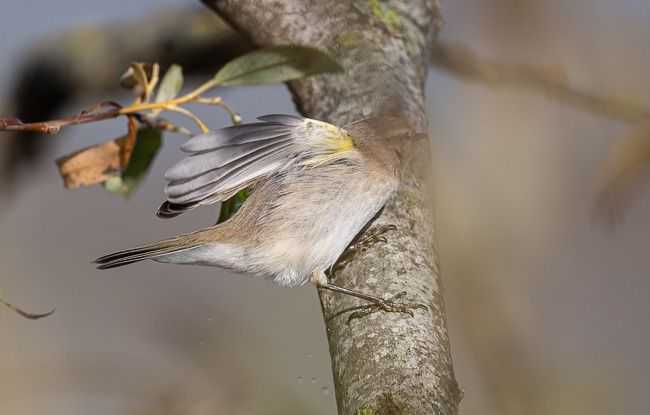 Pouillot de Sibérie  - Samuel Schnierer