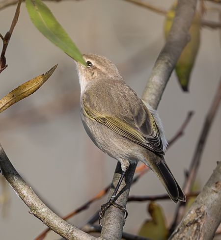 Pouillot de Sibérie  - Samuel Schnierer