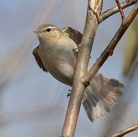Pouillot de Sibérie  - Samuel Schnierer