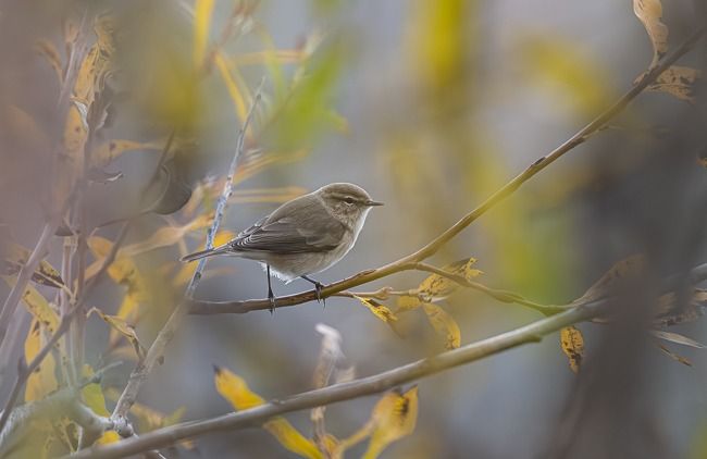 Pouillot de Sibérie  - Samuel Schnierer