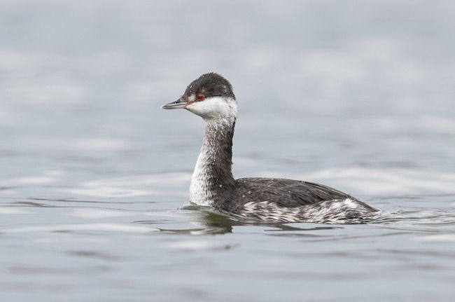 Grèbe esclavon  - Samuel Schnierer