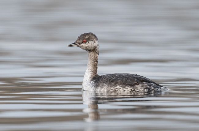 Grèbe esclavon  - Samuel Schnierer