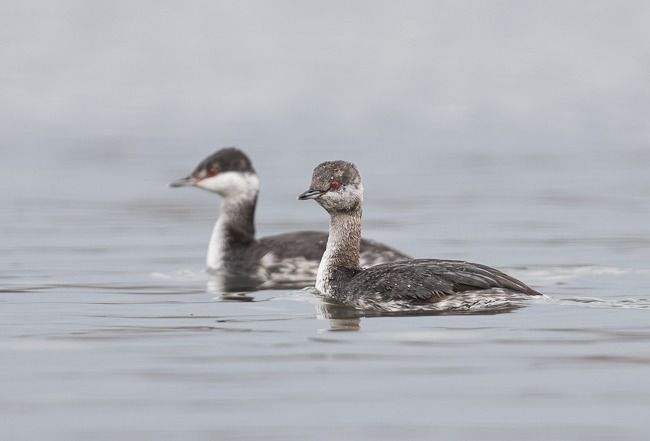 Grèbe esclavon  - Samuel Schnierer