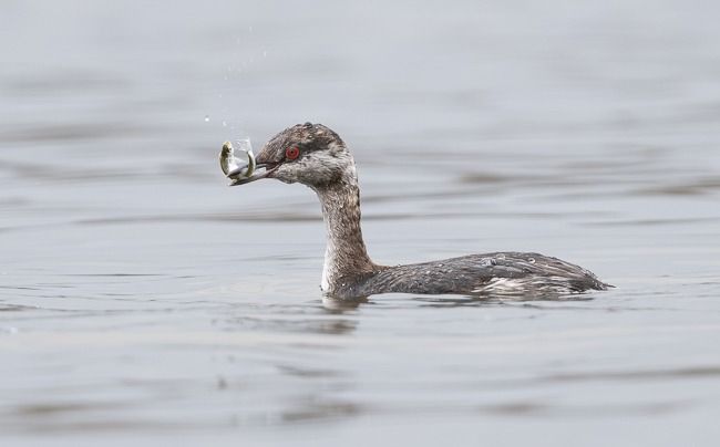 Grèbe esclavon  - Samuel Schnierer