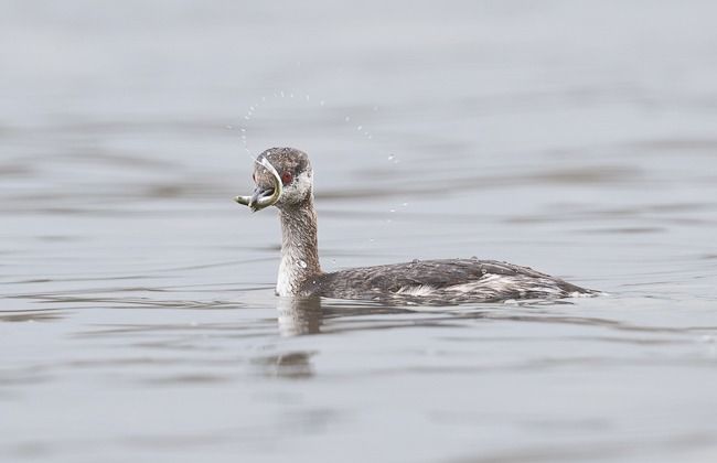 Grèbe esclavon  - Samuel Schnierer