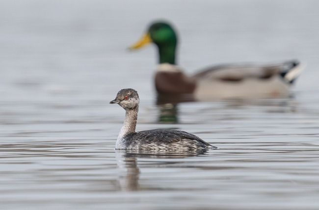 Grèbe esclavon  - Samuel Schnierer