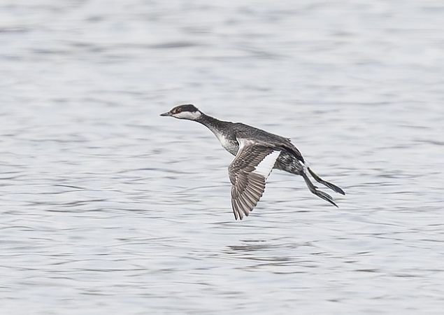 Grèbe esclavon  - Samuel Schnierer