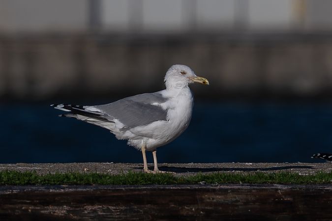 Goéland hybride indéterminé  - Samuel Schnierer