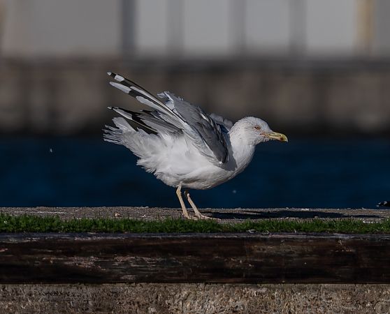 Goéland hybride indéterminé  - Samuel Schnierer