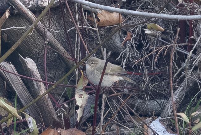 Pouillot de Sibérie  - Samuel Schnierer