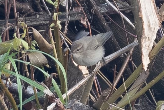 Pouillot de Sibérie  - Samuel Schnierer
