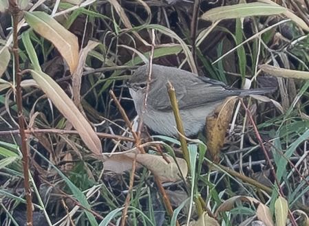 Pouillot de Sibérie  - Samuel Schnierer