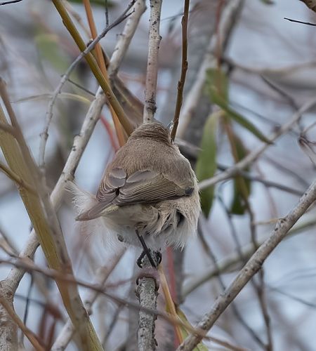 Pouillot de Sibérie  - Samuel Schnierer