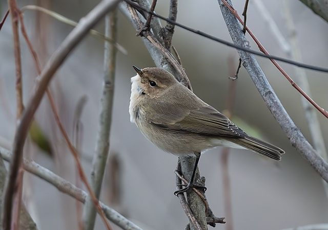 Pouillot de Sibérie  - Samuel Schnierer