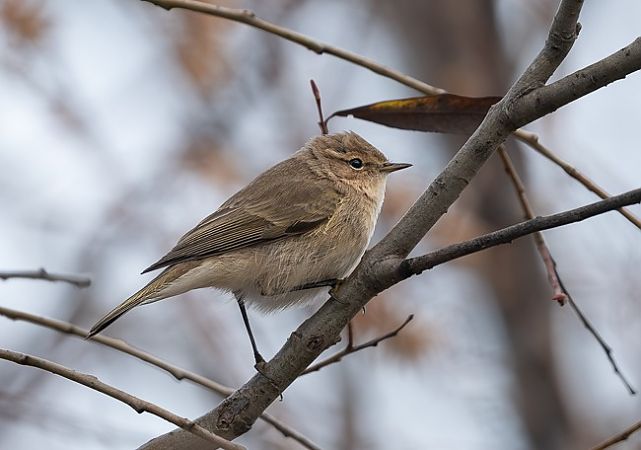 Pouillot de Sibérie  - Samuel Schnierer