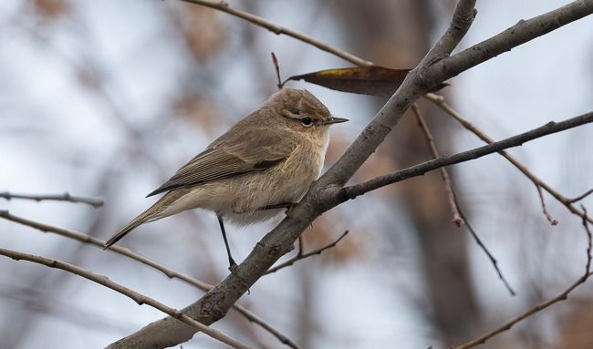 Pouillot de Sibérie  - Samuel Schnierer