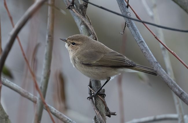 Pouillot de Sibérie  - Samuel Schnierer