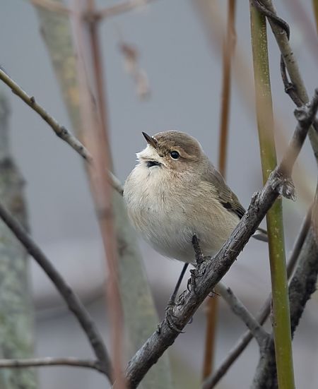 Pouillot de Sibérie  - Samuel Schnierer