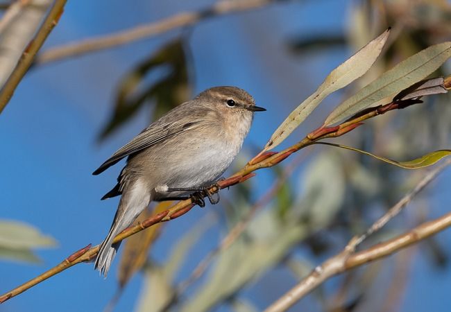 Pouillot de Sibérie  - Samuel Schnierer