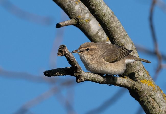 Pouillot de Sibérie  - Samuel Schnierer