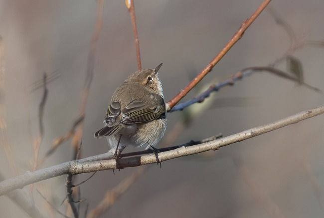 Pouillot de Sibérie  - Samuel Schnierer