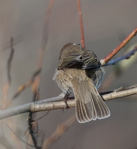 Taigazilpzalp  - Samuel Schnierer