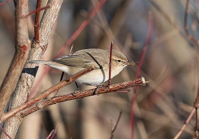 Pouillot de Sibérie  - Samuel Schnierer