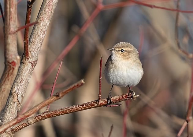 Pouillot de Sibérie  - Samuel Schnierer