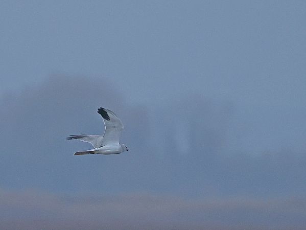 Busard pâle  - Christoph Roland