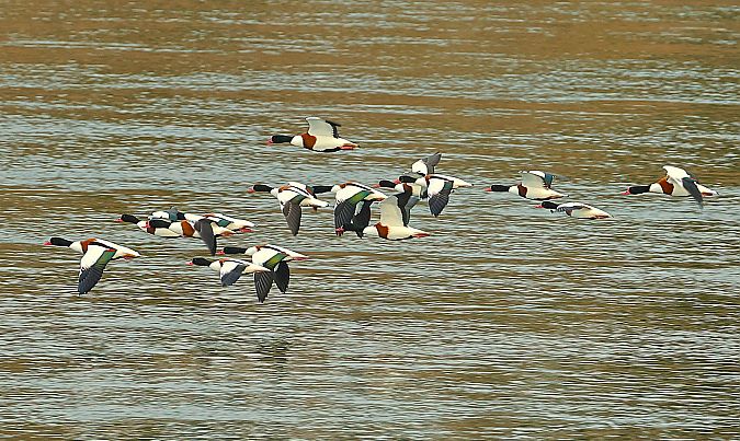 Tadorne de Belon  - Gerald Puchberger