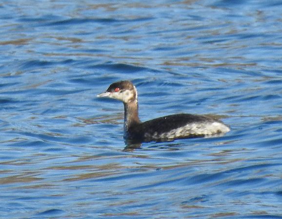 Grèbe esclavon  - Benjamin Schmid