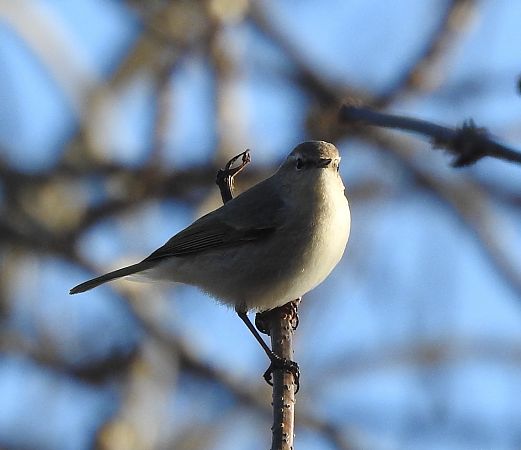 Pouillot de Sibérie  - Benjamin Schmid