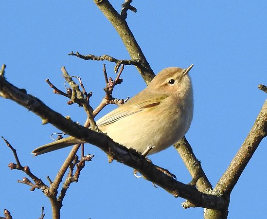 Pouillot de Sibérie  - Benjamin Schmid