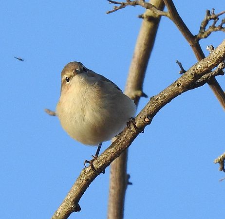 Pouillot de Sibérie  - Benjamin Schmid