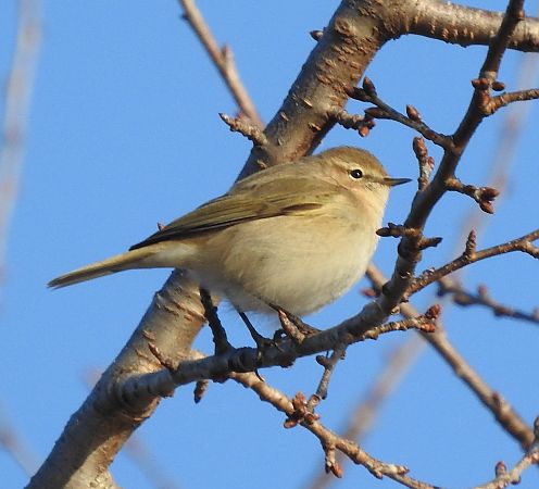 Pouillot de Sibérie  - Benjamin Schmid