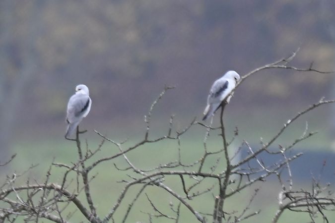 Élanion blanc  - Benjamin Schedl