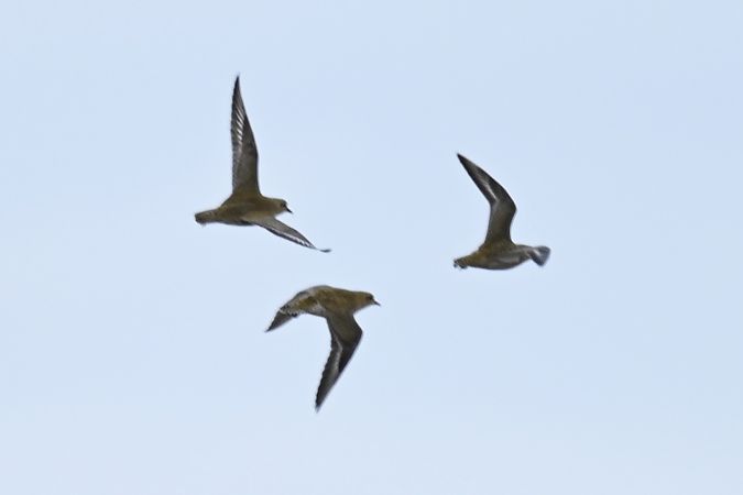 Pluvier doré  - Benjamin Schedl