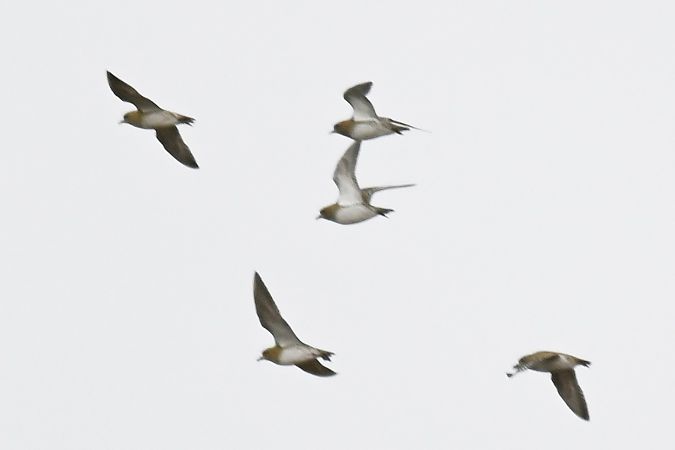 Pluvier doré  - Benjamin Schedl