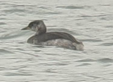 Grèbe jougris  - Erwin Brix