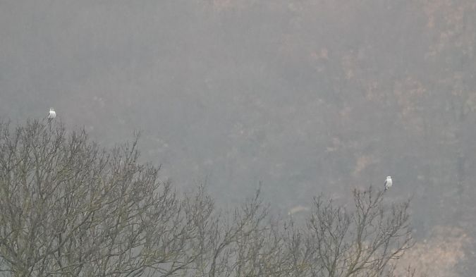 Élanion blanc  - Werner Schreilechner