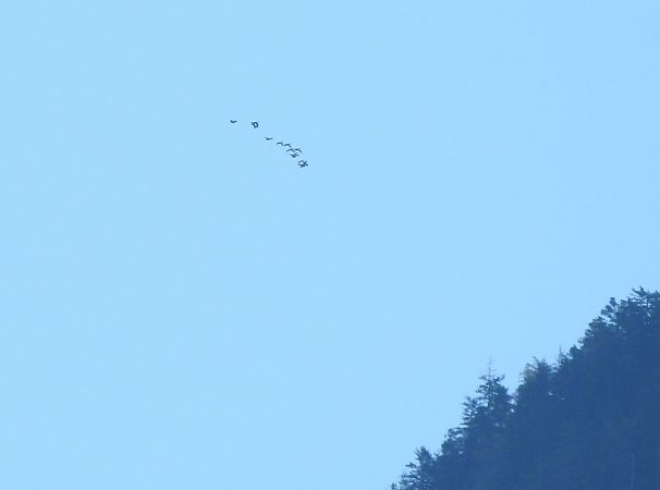 Oiseau indéterminé  - Claudia Schröder