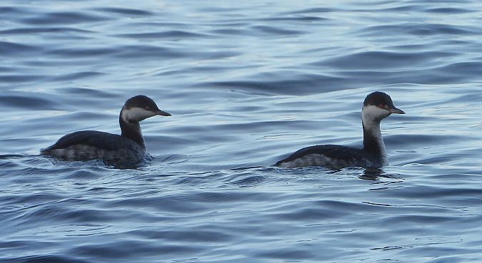 Grèbe esclavon  - Hubert Blatterer