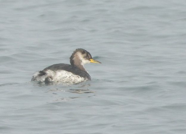 Grèbe jougris  - Hubert Blatterer