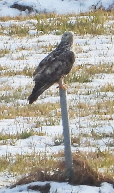 Buse pattue  - Hubert Blatterer